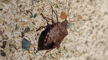 Toraman: “Mücadelesi zor, yayılımı çok hızlı bir zararlı ile karşı karşıyayız”