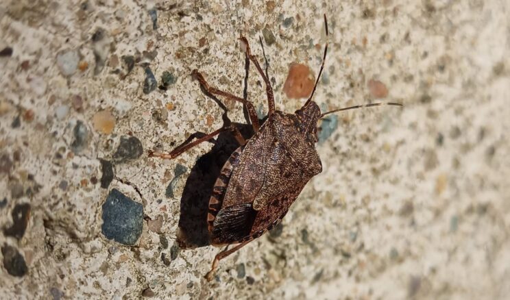 Toraman: “Mücadelesi zor, yayılımı çok hızlı bir zararlı ile karşı karşıyayız”