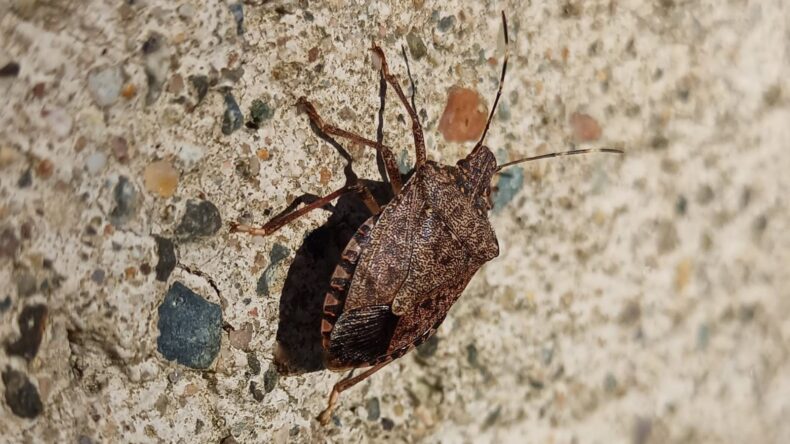 Toraman: “Mücadelesi zor, yayılımı çok hızlı bir zararlı ile karşı karşıyayız”