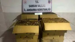 Samsun’da Kaçak Tütün Hırsızlığı: 135 Kilo Ele Geçirildi