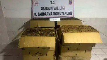 Samsun’da Kaçak Tütün Hırsızlığı: 135 Kilo Ele Geçirildi