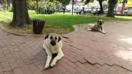 İlkadım Belediye Başkanı Kurnaz, Sokak Hayvanları İçin Barınak Projesini Duyurdu