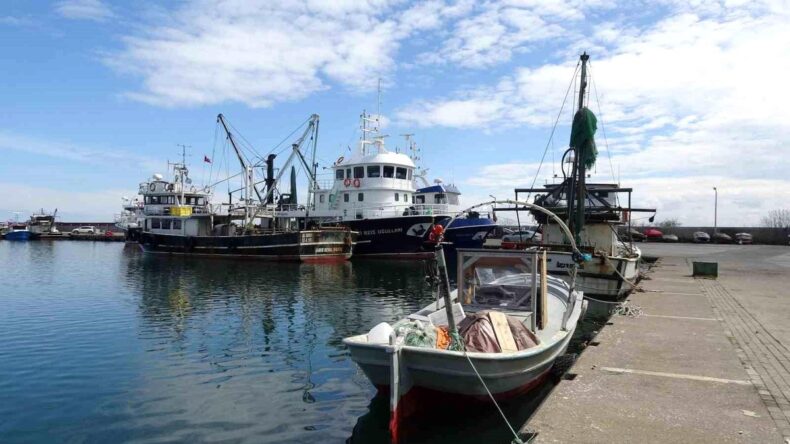 Balıkta bereketli sezon: “Halk bu yıl balığa doydu”