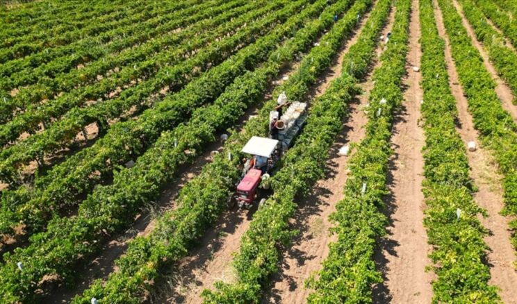 Yeni çiftçilere 17,4 milyar lira tarımsal destekleme ödemesi bugün