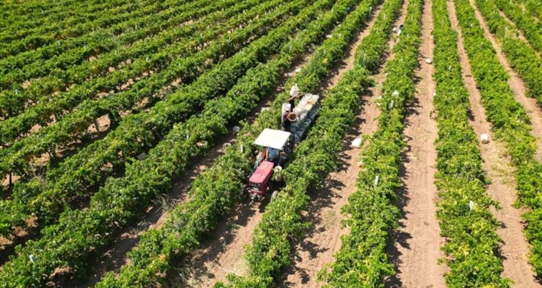 Yeni çiftçilere 17,4 milyar lira tarımsal destekleme ödemesi bugün